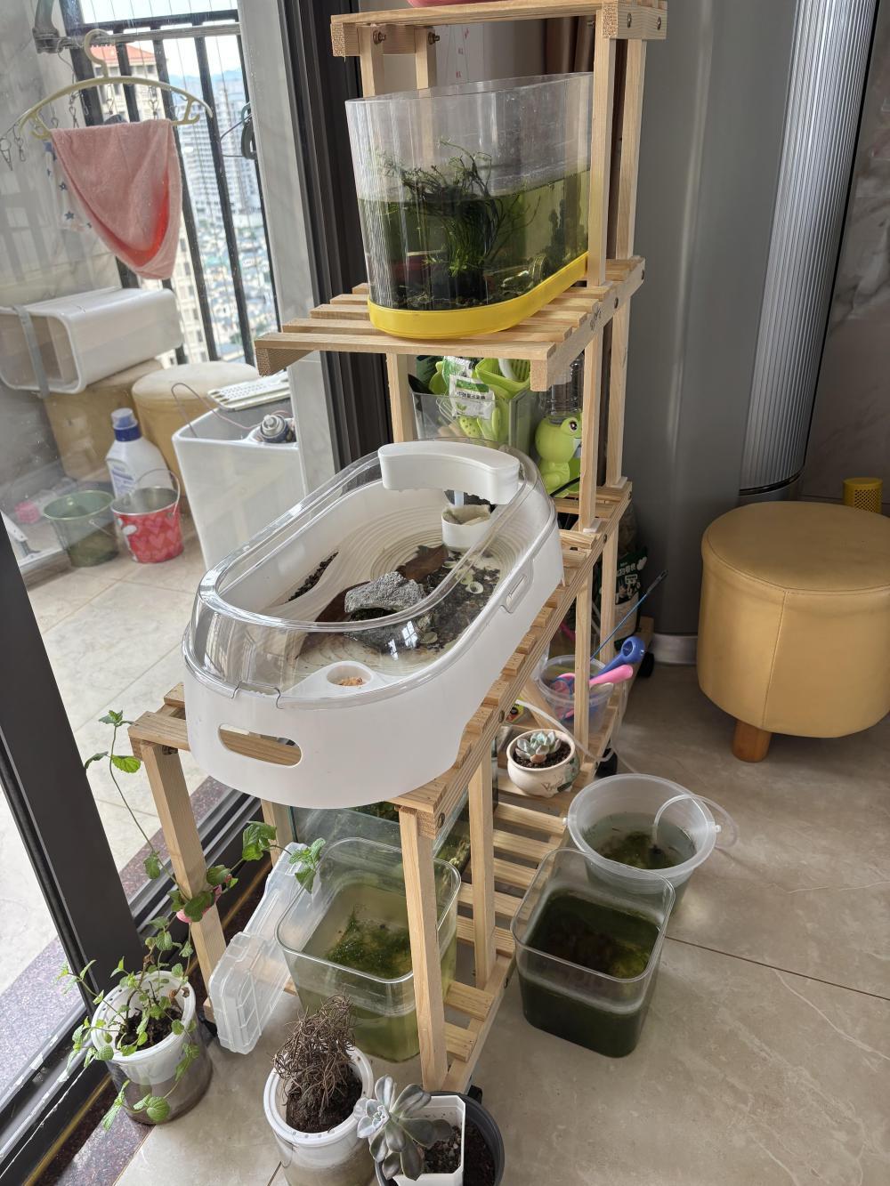 郑好好在家中客厅一角的养殖区。新华社记者 王沁鸥 摄