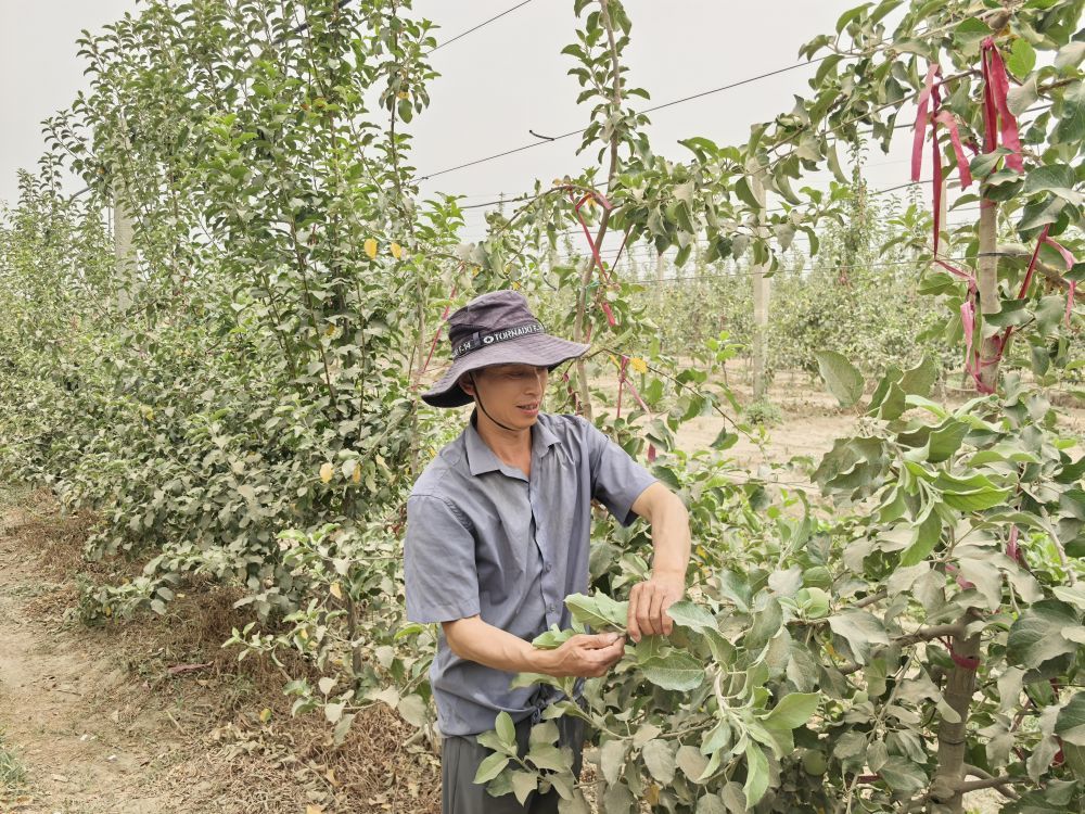 莫进波在果园进行扭枝作业。新华社记者 张瑜 摄