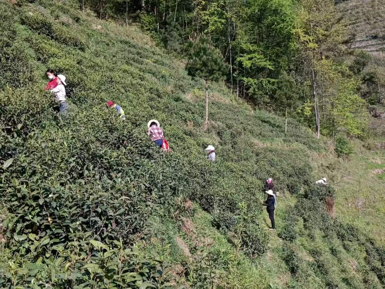 林连军家的茶园。