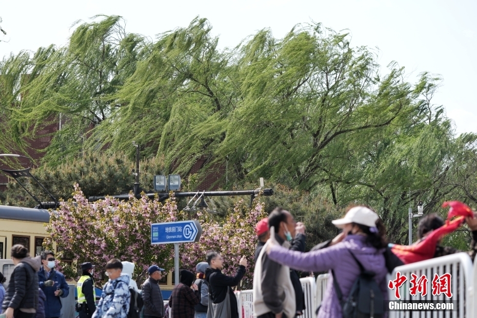 4月12日，北京前门大街旁的柳树在风中摇曳。当日，北京大风橙色预警信号持续生效，6时至22时为风力最强时段。中新社记者 张祥毅 摄