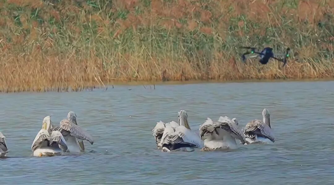 2025年9月,东营黄河口湿地,一架低飞的无人机正在靠近国家一级重点保护野生动物卷羽鹈鹕。图/受访者提供