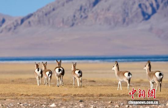 中新社记者 李林 摄