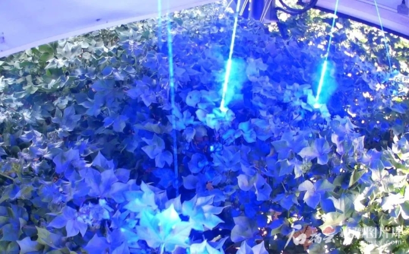 7月7日,在昌吉市榆树沟镇棉田里,棉花激光打顶机器人通过搭载的大功率蓝光激光器产生的高温精准灼烧灭活棉花顶芽。新疆大学供图