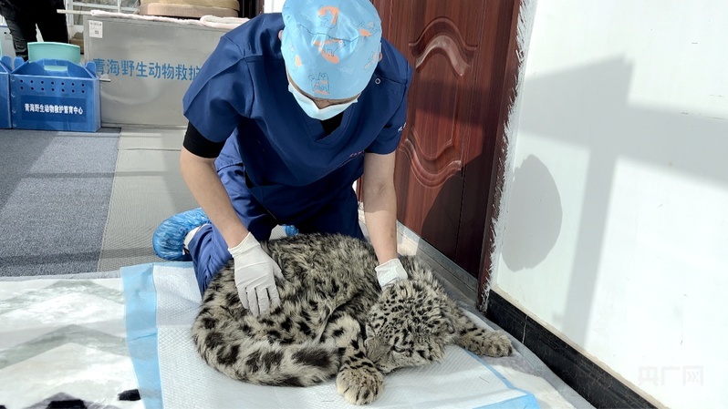 青海野生动物救护繁育中心的兽医给小雪豹“凌小蛰”做身体检查 （央广网发 史寿军 摄）