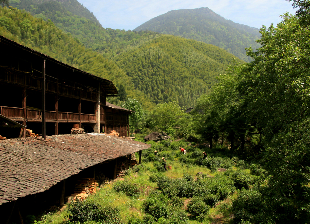 武夷山自然保护区正山小种红茶产地及初制厂。郑友裕 摄