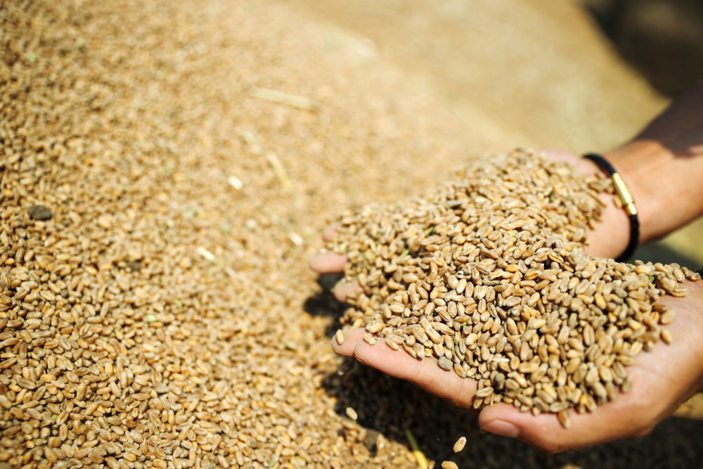 5月26日，农民在浙江省湖州市吴兴区东林镇保国村查看收获的小麦。新华社发（何伟卫摄）