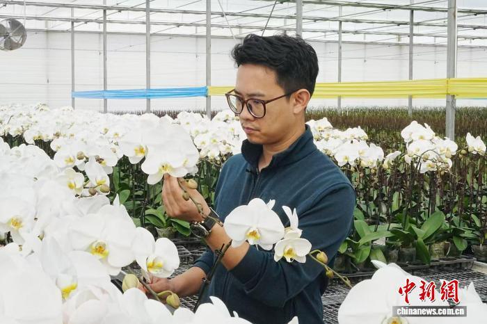 陈俞帆在蝴蝶兰种植基地查看花卉长势。白玲 摄