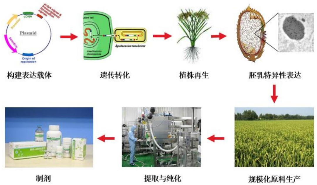 美国人抽血做成的救命药,中国现在靠大米就能生产?