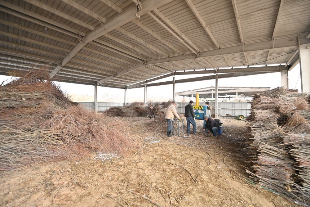 农牧民们正在使用割灌机加工红柳枝条。新华社记者 马金瑞 摄