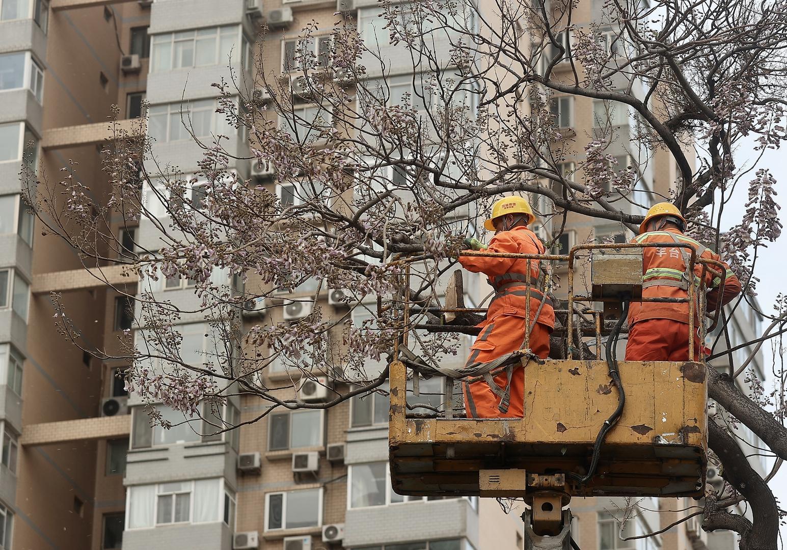 ▲4月12日,北京园林绿化工人修剪被风吹断的树枝 据视觉中国