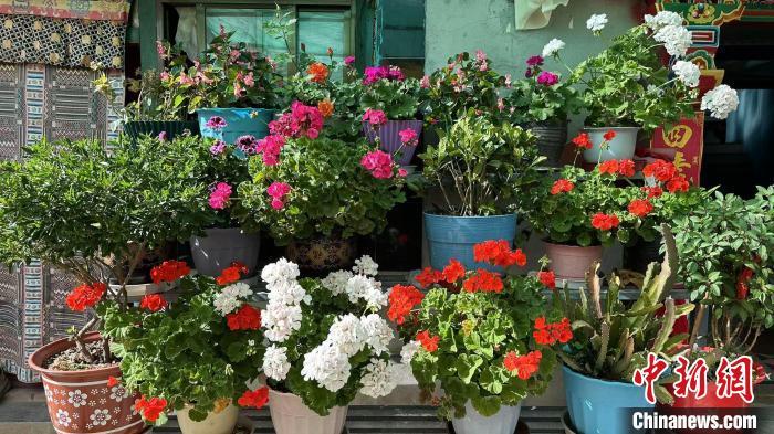 图为卓玛养在院子里的绿植。 谢牧 摄