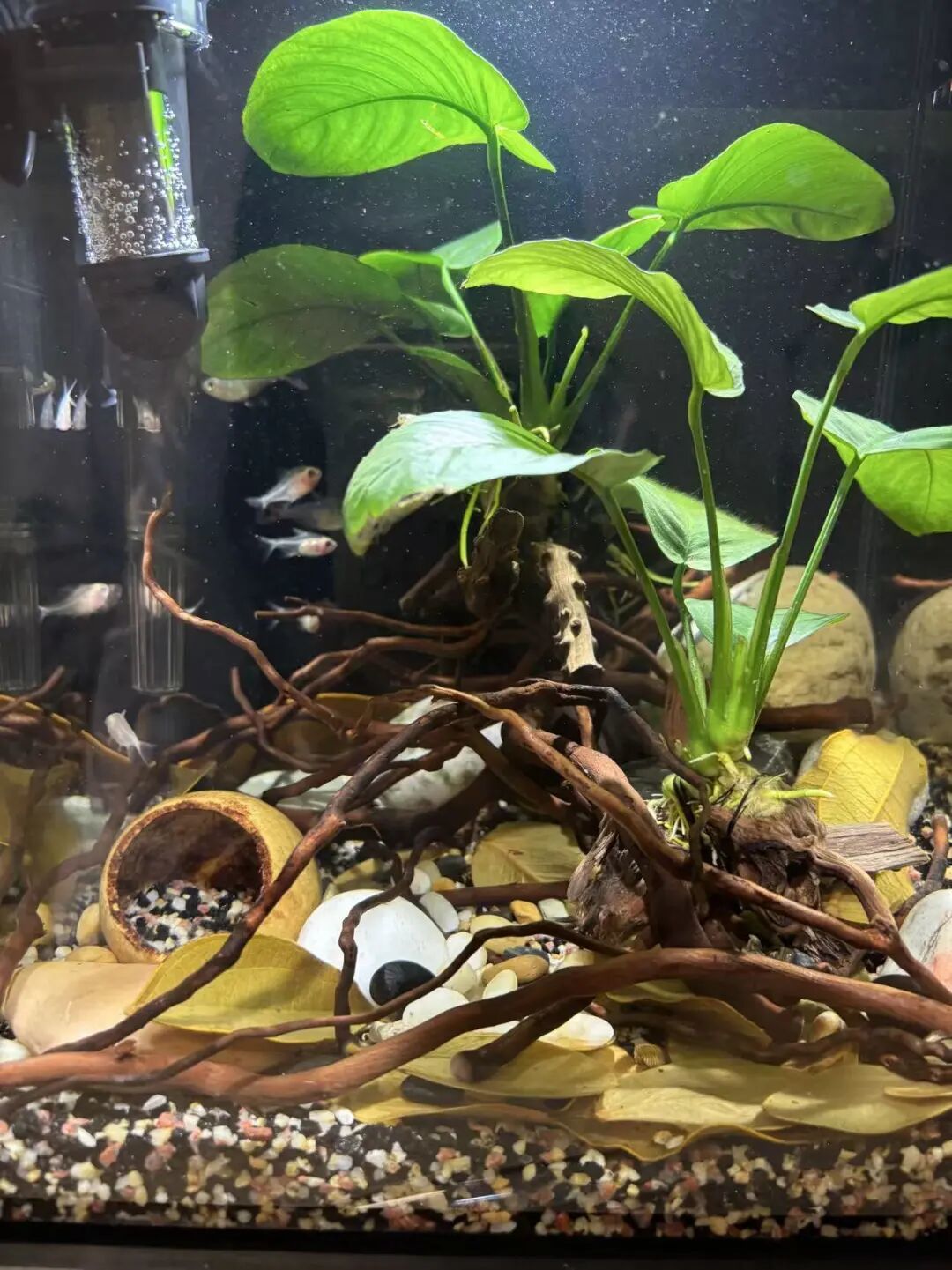 史莱姆养的小鱼