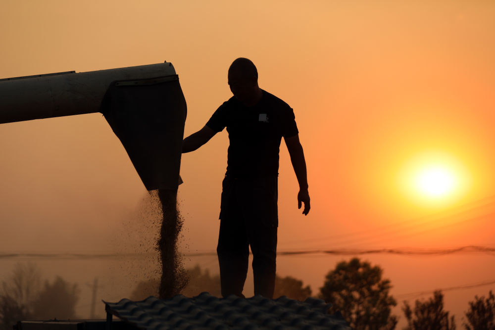 5月28日,河南省平顶山市宝丰县闹店镇东军营村村民在收获小麦。截至5月29日17时,河南全省已收获小麦4446.7万亩,约占全省种植面积的52.2%,河南麦收进度已经过半。新华社记者 李嘉南 摄