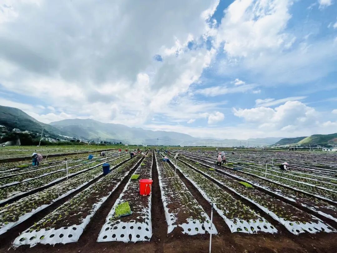 白雾村群众在田里务工。农民日报全媒体记者 冯克 摄