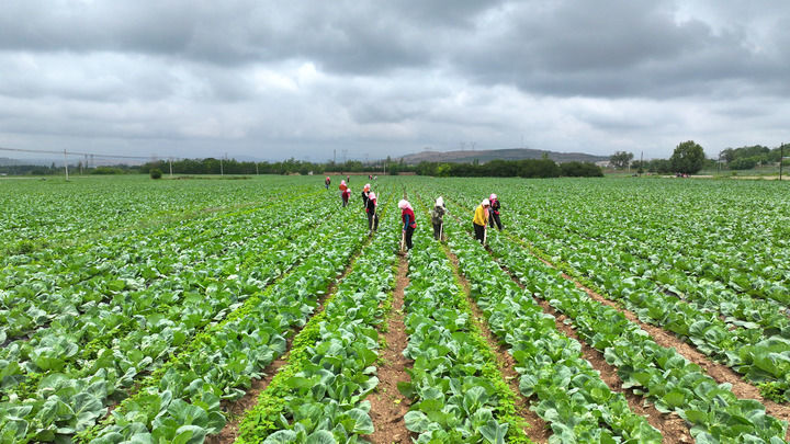 在宁夏固原市彭阳县新集乡姚河村蔬菜种植基地，村民正在施肥、锄草。（固原市委宣传部供图）