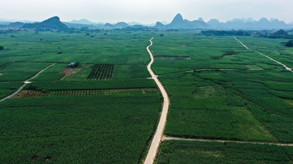 广西融安县潭头乡新林村的甘蔗林（2022年7月5日摄）。新华社记者 张爱林 摄