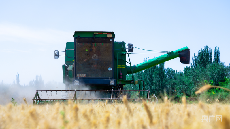 收割机正在作业 (央广网发 妮萨古丽 摄)