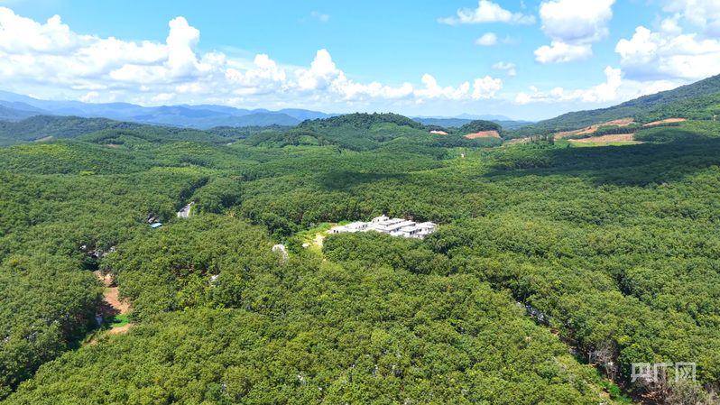 航拍白沙的深山雨林（央广网记者 陶淦 摄）