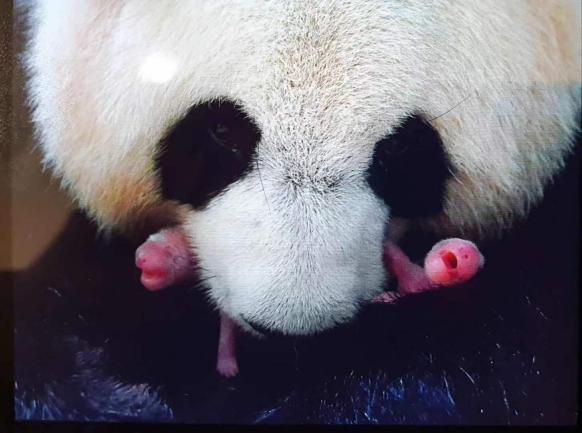 △“歡歡”產(chǎn)下“歡黎黎”“圓嘟嘟”