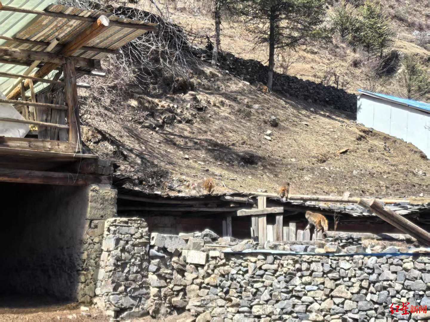 ▲猴子在甘孜州丹巴县一农户家里上蹿下跳