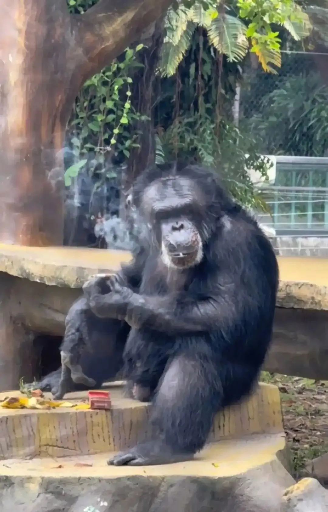 猩猩在动物园内抽烟 图/视频截图