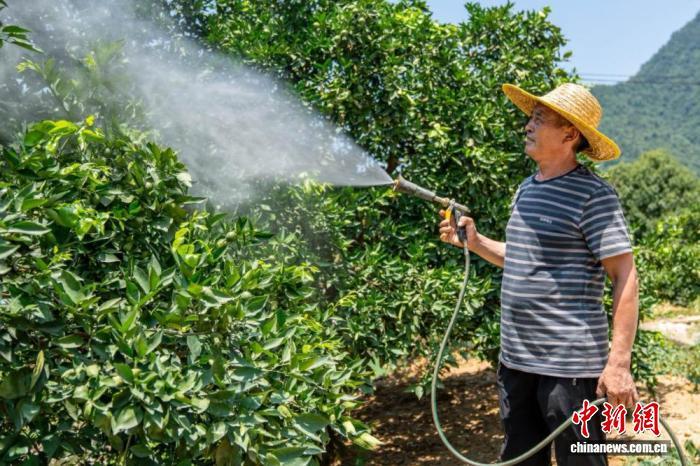 三峡移民杜远新在橘园开展夏管工作。陈涛 摄