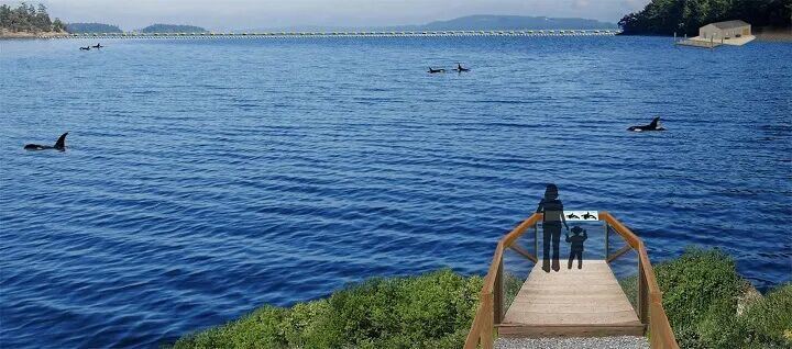 Whale Sanctuary Project效果图|whalesanctuaryproject.org