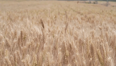 “三夏”生产一线观察｜田间好“丰”景 夏收正当时