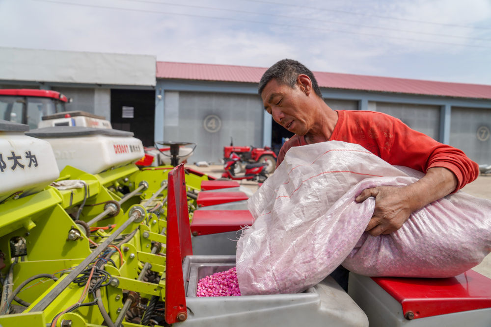 2020年5月7日，在吉林省四平市梨树县康达农机农民专业合作社，农民向免耕播种机里投放玉米种子。