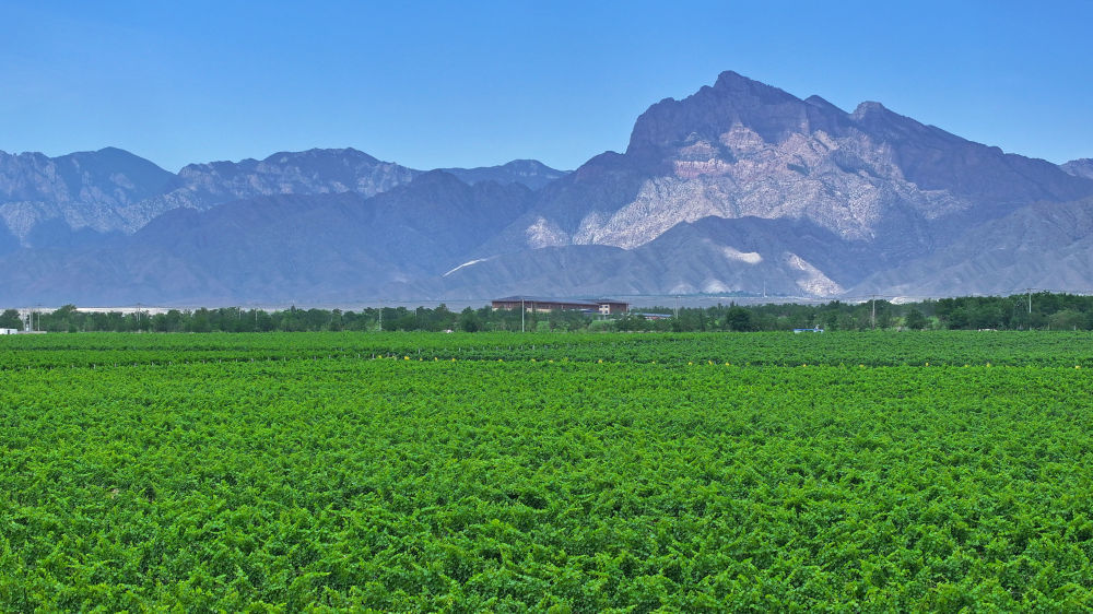 位于宁夏贺兰山东麓的酿酒葡萄种植基地（2024年6月12日摄，无人机照片）。新华社记者 王鹏 摄