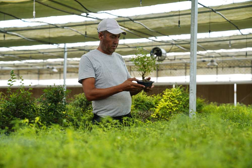 2024年7月28日，在乌兹别克斯坦锡尔河州的上合组织农业基地中乌现代农业科技示范园，工作人员检查盆栽植物。新华社发（扎法尔摄）