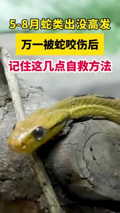 警惕“蛇出没”！被毒蛇咬伤后如何正确处理？这些急救措施要记牢