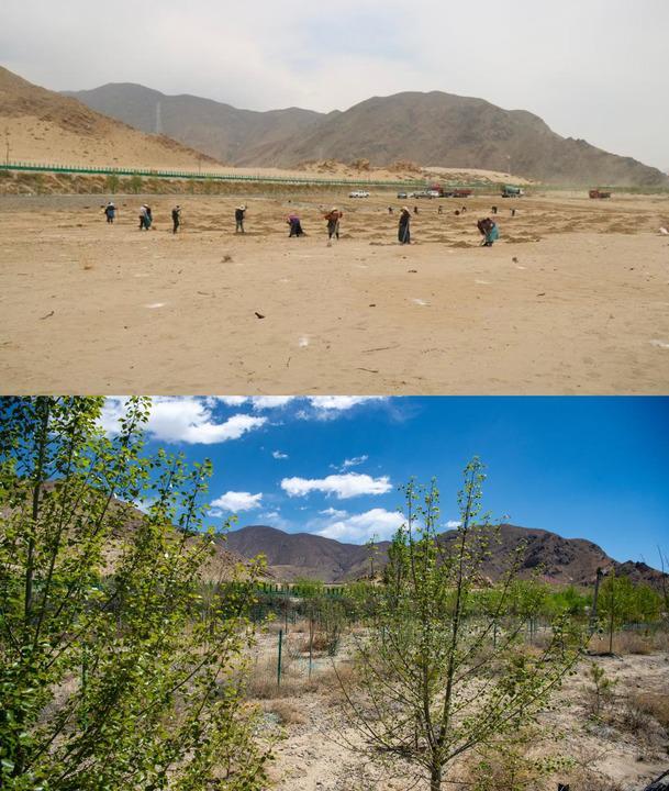 这是一张拼版照片。上图为西藏山南市贡嘎县境内拍摄的“先造后补工程”(2021年摄);下图为西藏山南市贡嘎县境内拍摄的拉萨南北山造林绿化(贡嘎段)(2025年4月24日摄)。新华网 旦增努布 摄