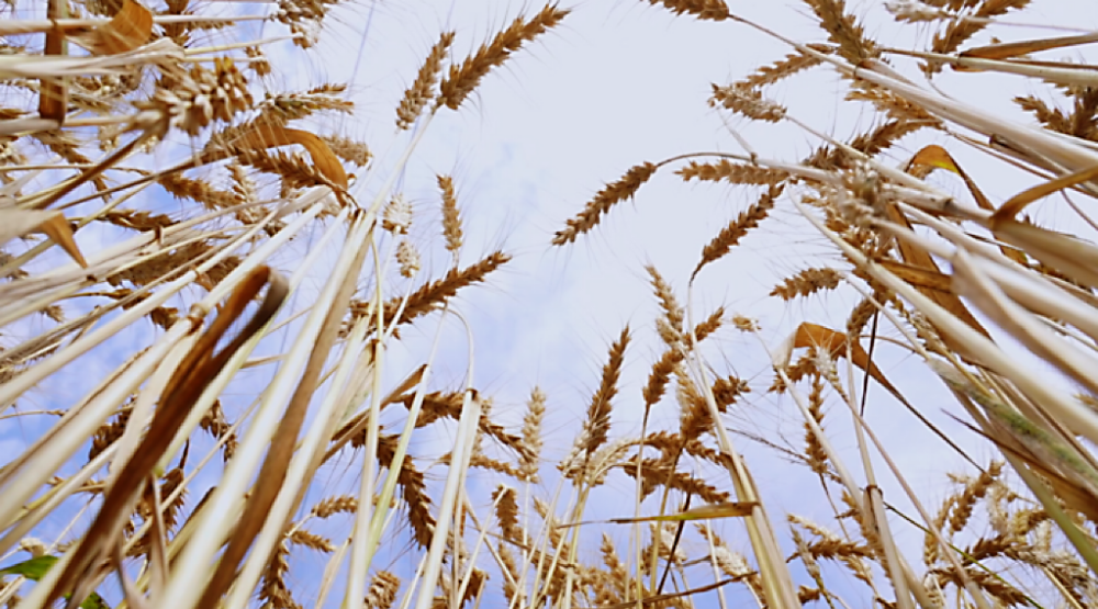 这是仁寿县现代农业产业园区的小麦。新华社记者 杨华 摄