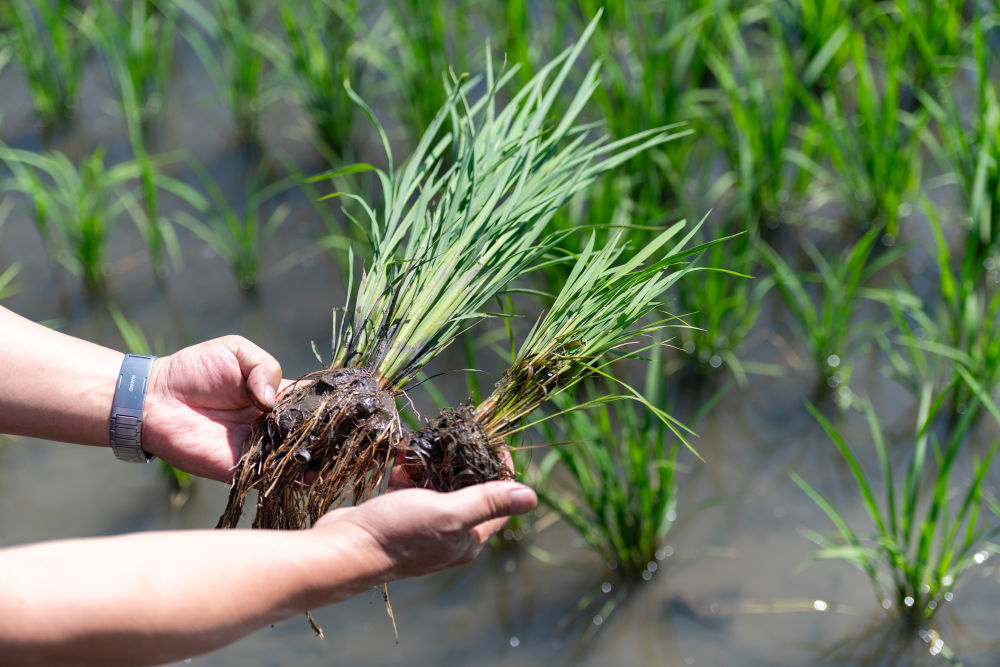 2025年6月18日，在黑龙江省双鸭山市宝清县一片水稻田旁，中国水稻研究所北方水稻研究中心科研人员查看应用寒地水稻秸秆全量原位还田缓释多效综合技术的水稻（左）与普通水稻的长势差别。该技术能够有效减少化肥用量、提升土壤有机质含量，节约成本、提产增效。