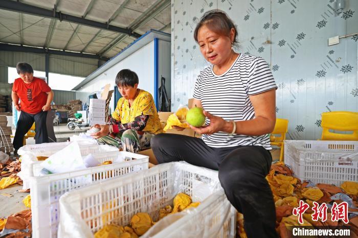 李冬英(右一)和社员一起处理刚采摘下来的砂梨。董晓斌 摄