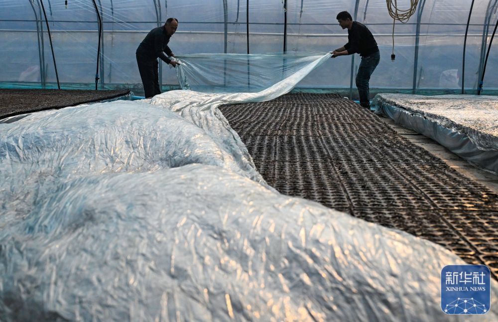 ↑ 12月11日,在河南省商丘市夏邑县会亭镇朱瓦房村大棚育苗基地,村民为刚刚下种的育苗苗床覆盖薄膜保温。新华社发(王高超摄)