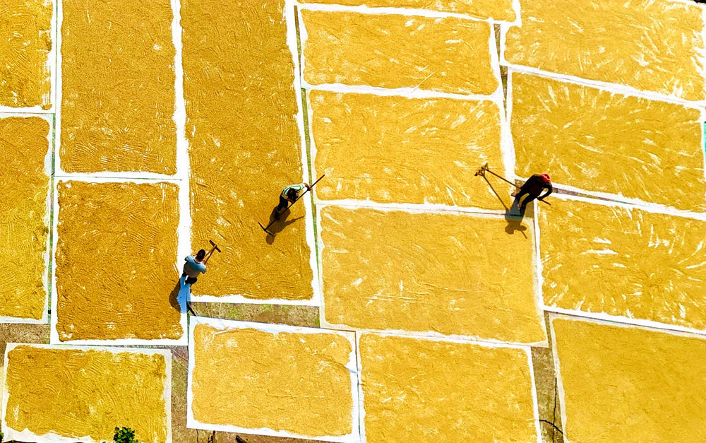 ↑2025年9月13日，农民在贵州省黔东南苗族侗族自治州从江县东朗镇摆啊村翻晒稻谷。（无人机照片）CICPHOTO/樊绍光 摄