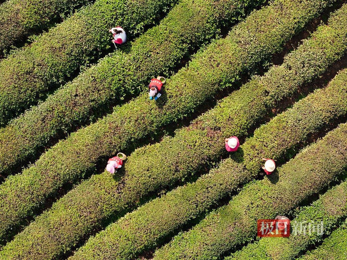 春分茶垄叠翠浪，漫山新绿采青忙
