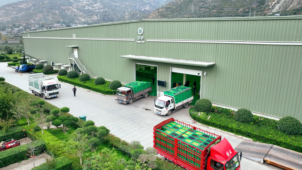 加工企业的厂区内，满载油橄榄鲜果的货车穿梭其中。新华社发