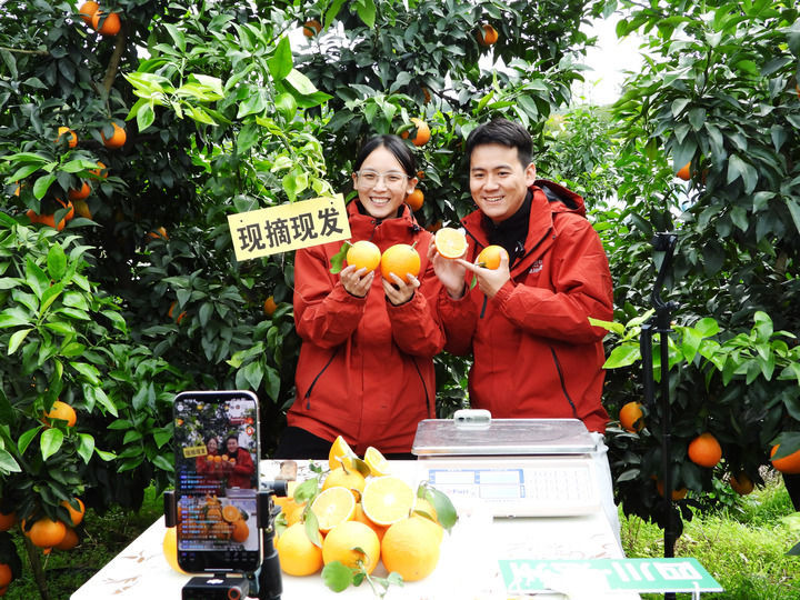 在四川省达州市渠县合力镇石燕村柑桔种植基地,工作人员通过直播销售脐橙(2025年11月18日摄)。新华社发(邓良奎摄)