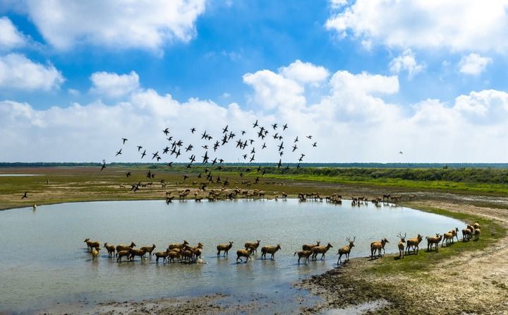 2025年10月11日,在江苏东台条子泥湿地,候鸟飞翔,成群野生麋鹿悠闲散步,一派人与自然和谐共生的生态美景(无人机照片)。新华社发(孙家录摄)
