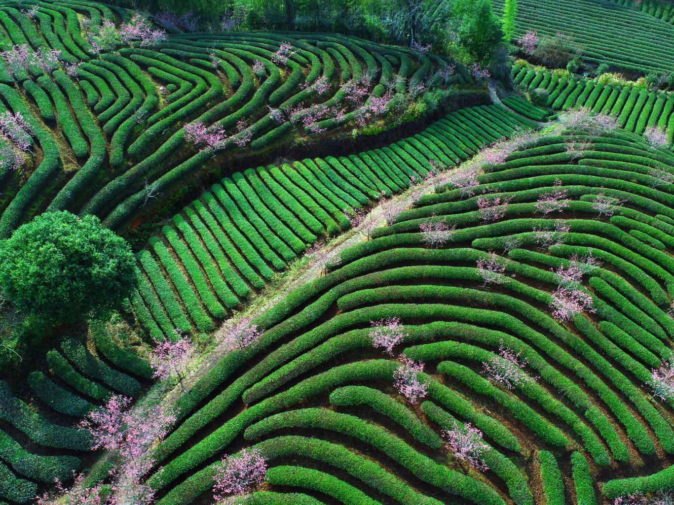 3月6日，武夷山燕子窠生态茶园樱花盛开。黄杰敏 摄