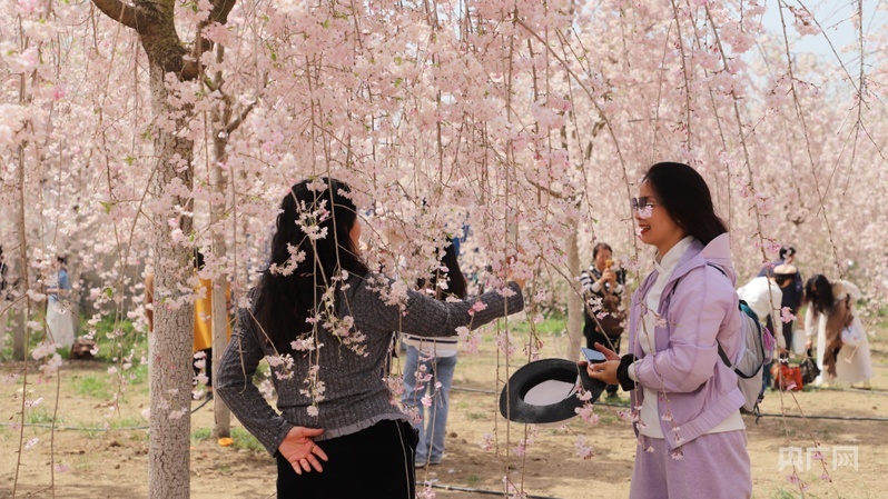 游客正在丁村的种植园内赏花游玩(央广网发 实习记者段懿庭 摄)