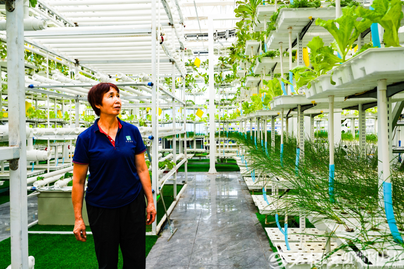 8月25日，工人在位于昌吉国家农业高新技术产业示范区的新疆农业博览园未来农业科技馆垂直农业展示区管理蔬菜。常谊谊摄