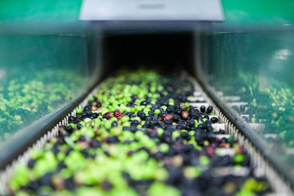 这是在甘肃省陇南市武都区一家油橄榄加工企业生产线上拍摄的油橄榄鲜果。新华社记者 郎兵兵 摄