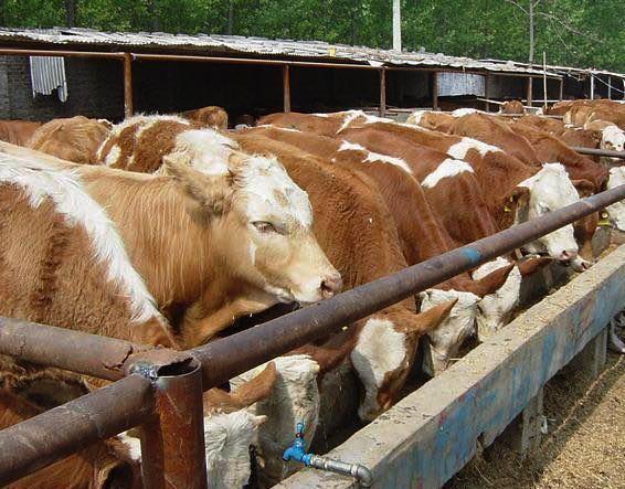 图为西部马华甘肃会宁地区规模化养殖基地　受访者供图