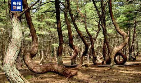 跟着习主席看世界丨在这“梨花开遍了天涯”的季节 去“三好”邻邦家做客