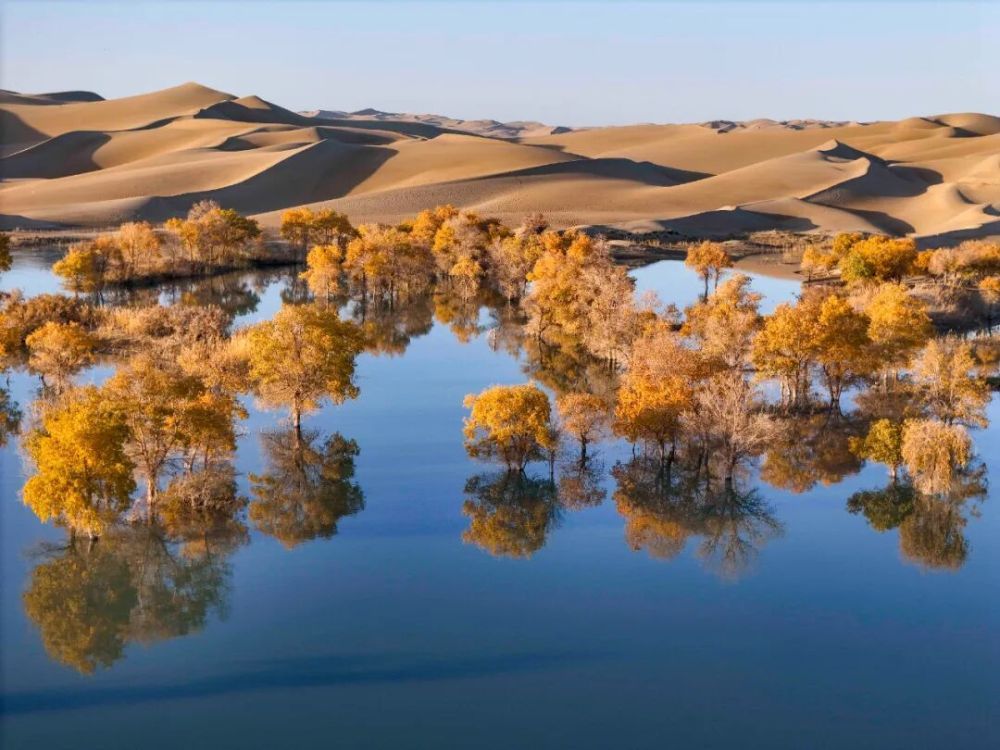 在葫芦岛景区拍摄的胡杨景观(无人机照片)。新华社记者 胡虎虎 摄