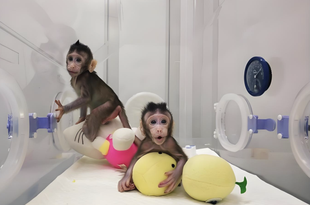 克隆猴“中中”和“华华”